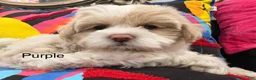 Mixed Breed dogs for sale: Seven - Ad 2