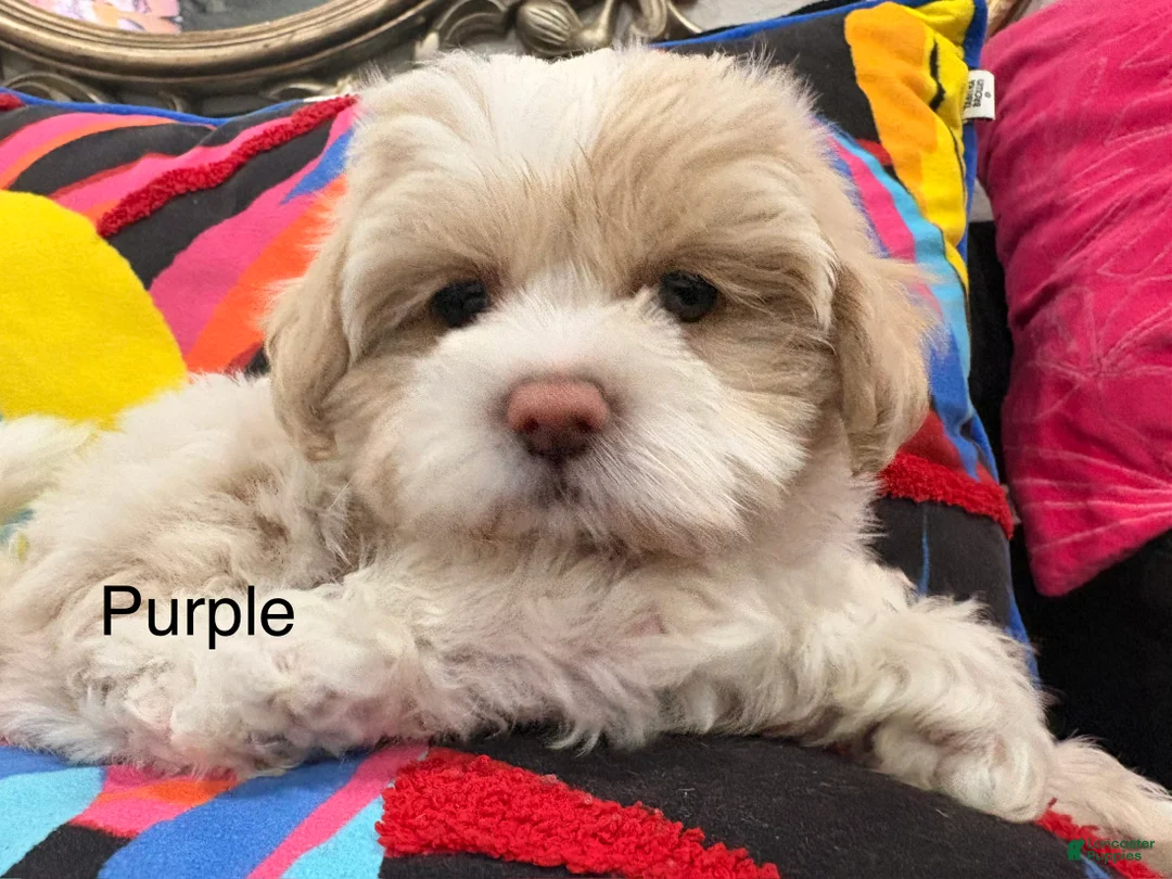 Mixed Breed dogs for sale: Seven - Ad 2