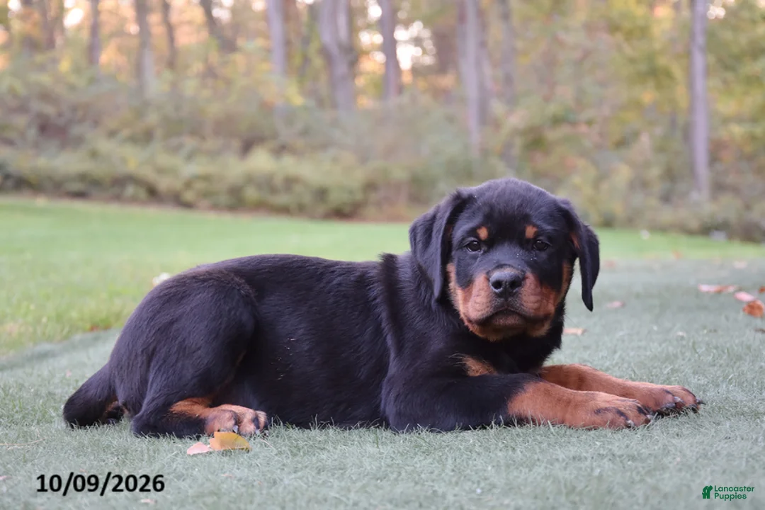 Rottweiler dogs for sale: Zoomy - Ad 2