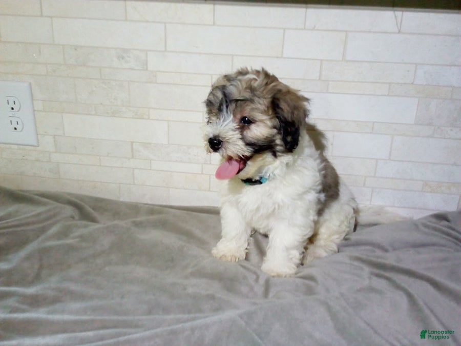 Maltipoo dogs Patrick - Ad 2