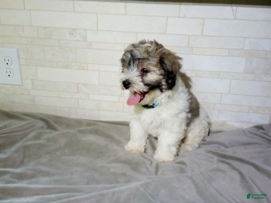 Maltipoo dogs for sale: Patrick - Ad 2