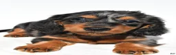 Dachshund dogs for sale: Theodore - Ad 3
