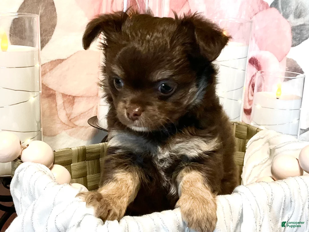 Chihuahua dogs for sale: Cherub - Ad 1