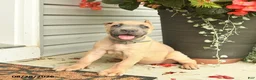 Cane Corso dogs for sale: Max - Ad 3