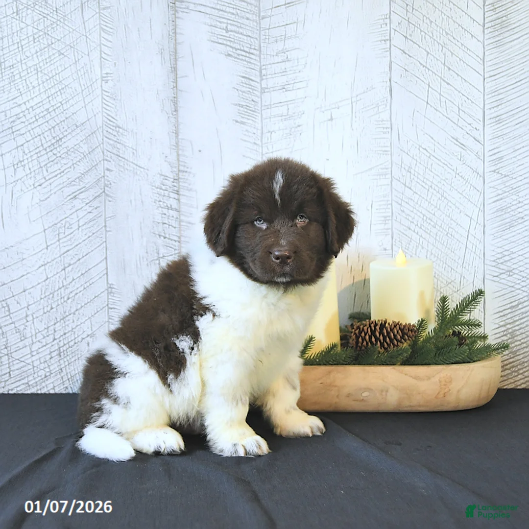 Newfoundland dogs for sale: Gunner  - Ad 9