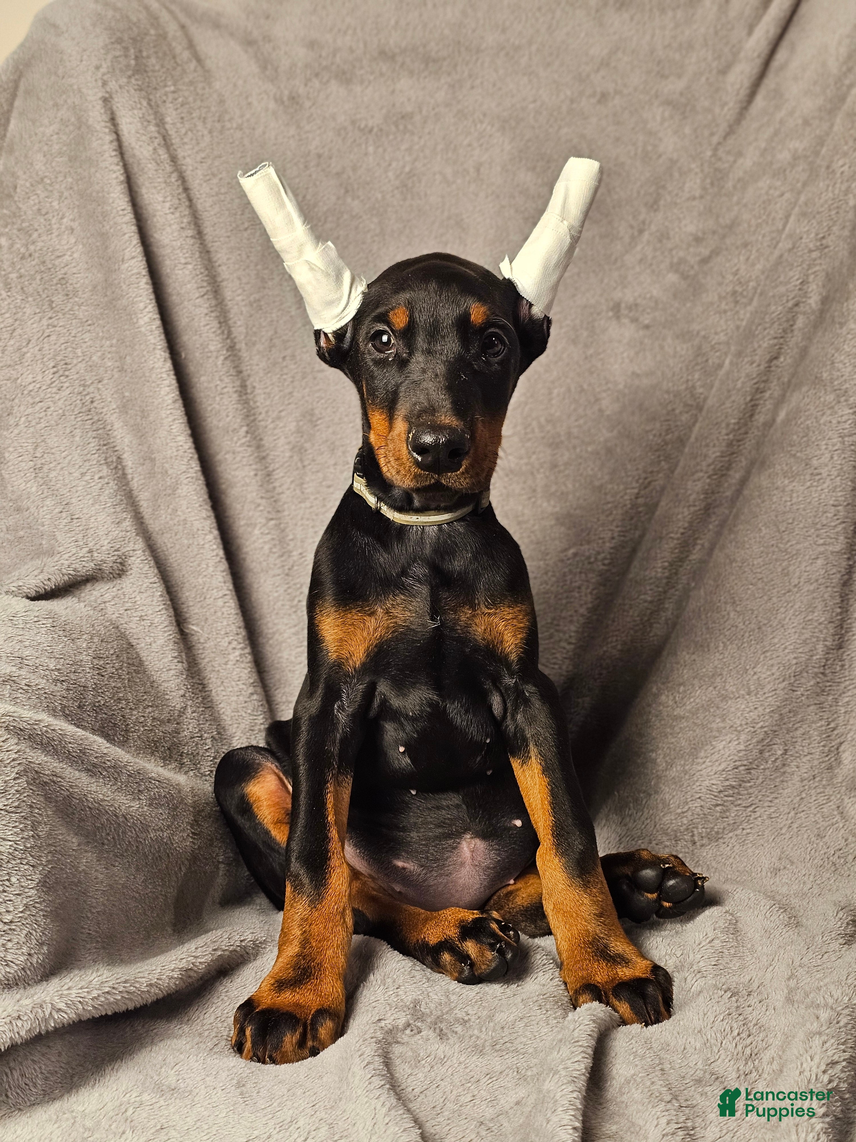 Doberman Pinscher dogs Bella - Ad 4
