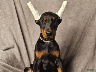 Doberman Pinscher dogs Bella - Ad 1
