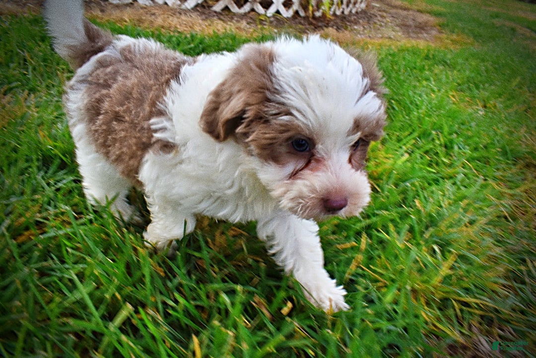 Havapoo dogs for sale: Nabisco - Ad 17