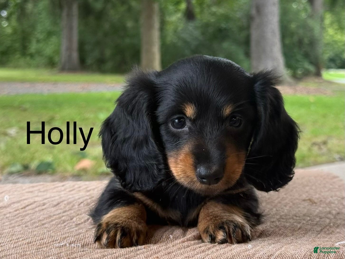 Miniature Dachshund dogs Holly - Ad 1