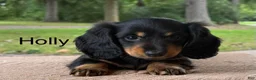 Miniature Dachshund dogs for sale: Holly - Ad 1