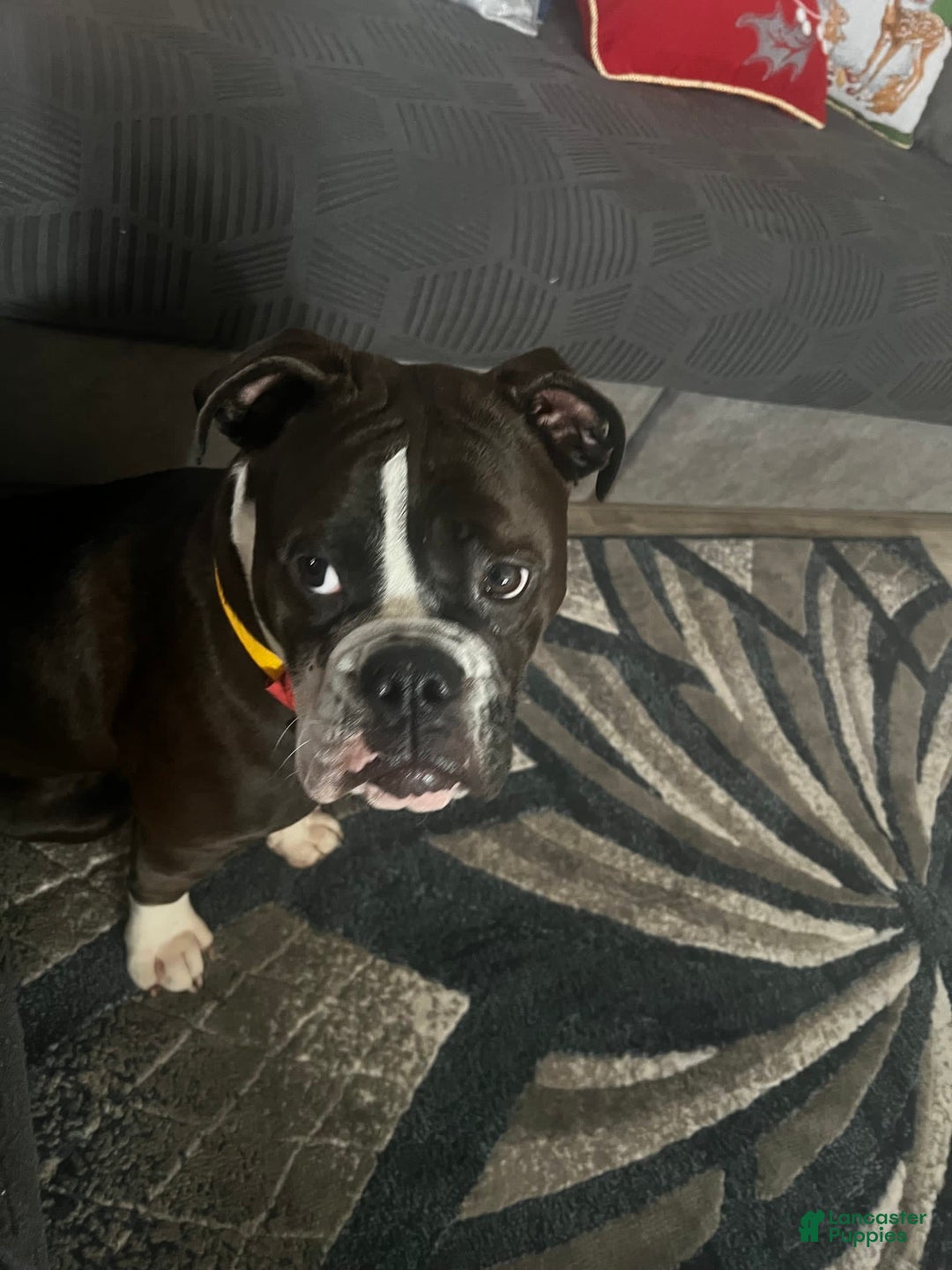 Gallery Image {{count}}