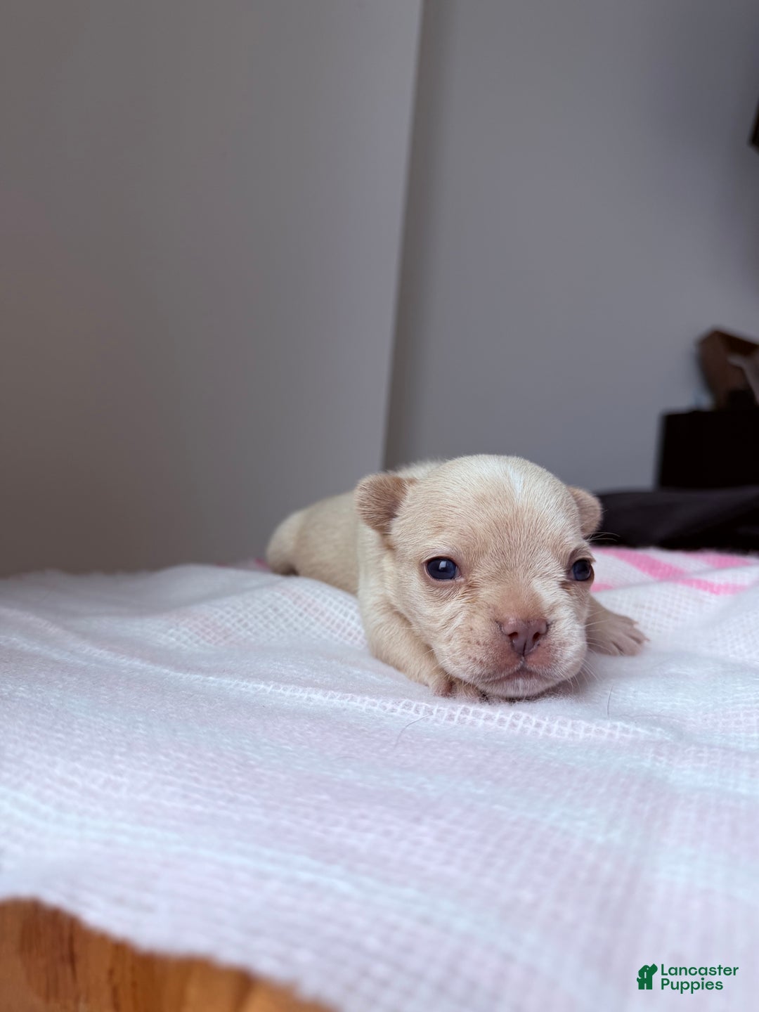 French Bulldog dogs for sale: Prada - Ad 1