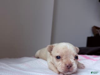 French Bulldog dogs Prada - Ad 30