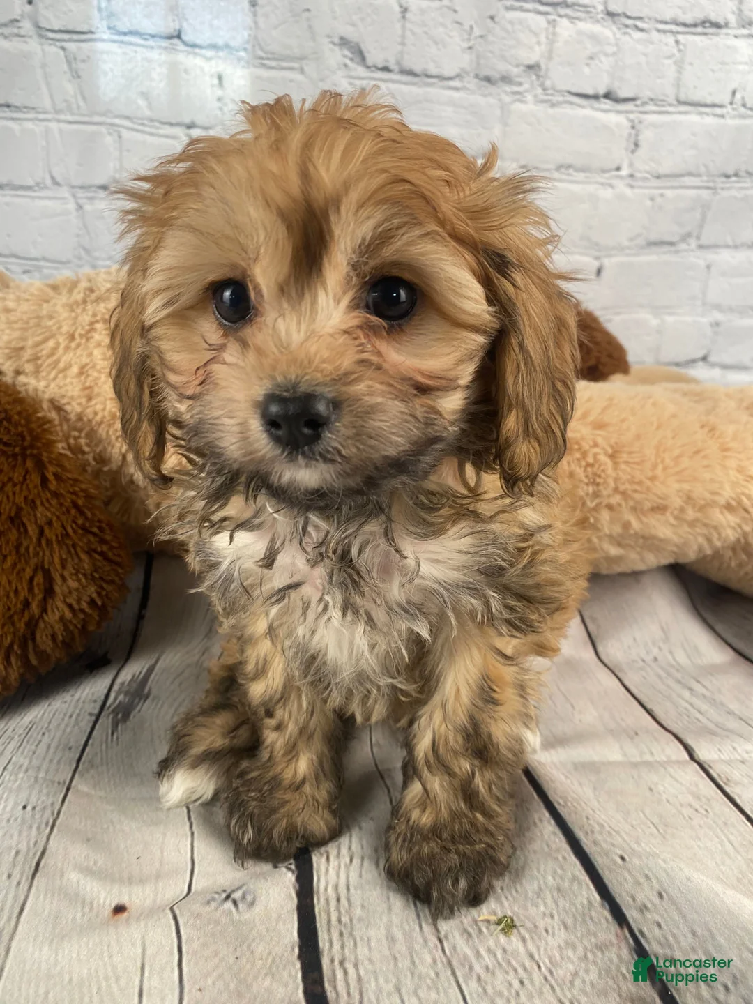 Cavapoo dogs for sale: Suzie - Ad 1