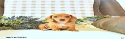 Miniature Dachshund dogs for sale: Hunter - Ad 2