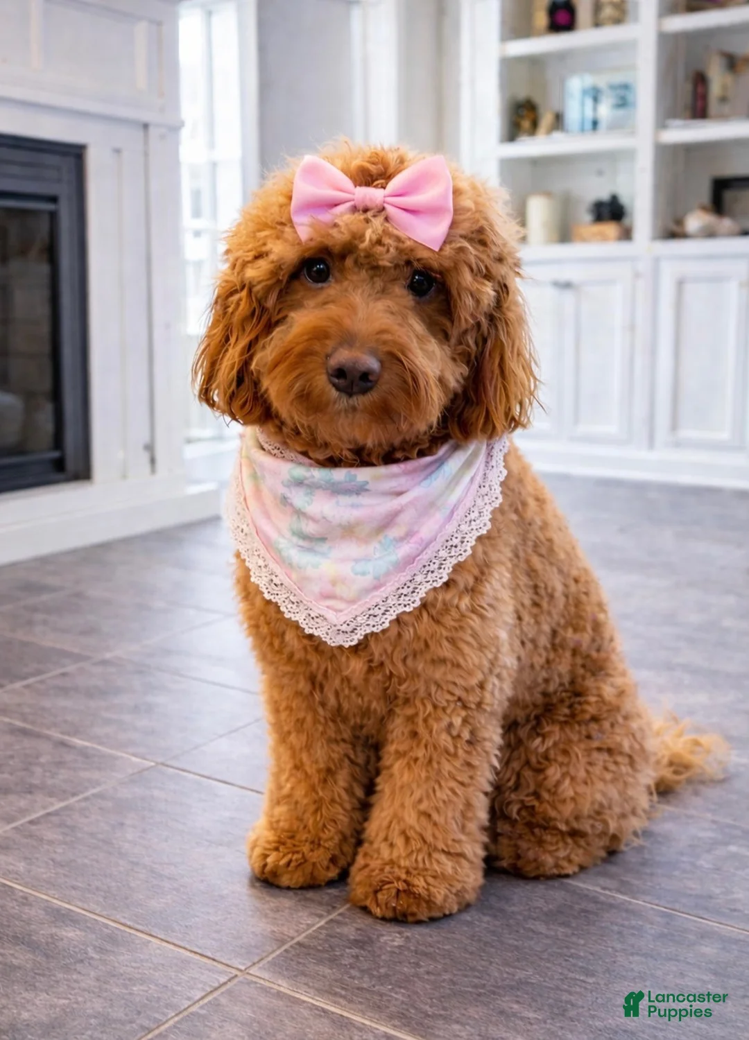 Mini Goldendoodle dogs for sale: Sparkle - Ad 2