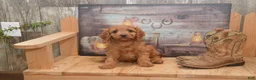Cavapoo dogs for sale: Libby - Ad 6
