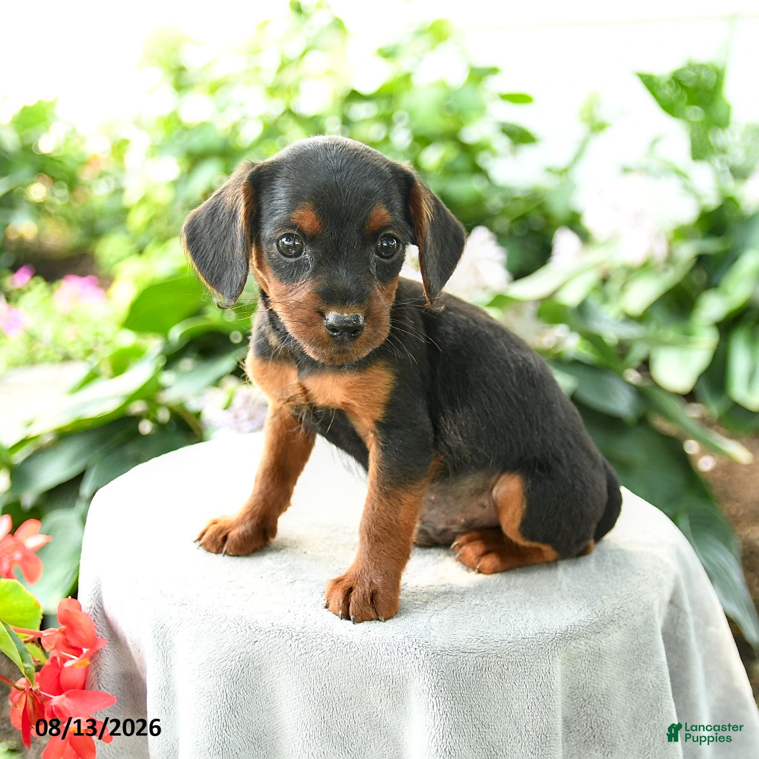 Yorkiepoo dogs Prince   - Ad 2