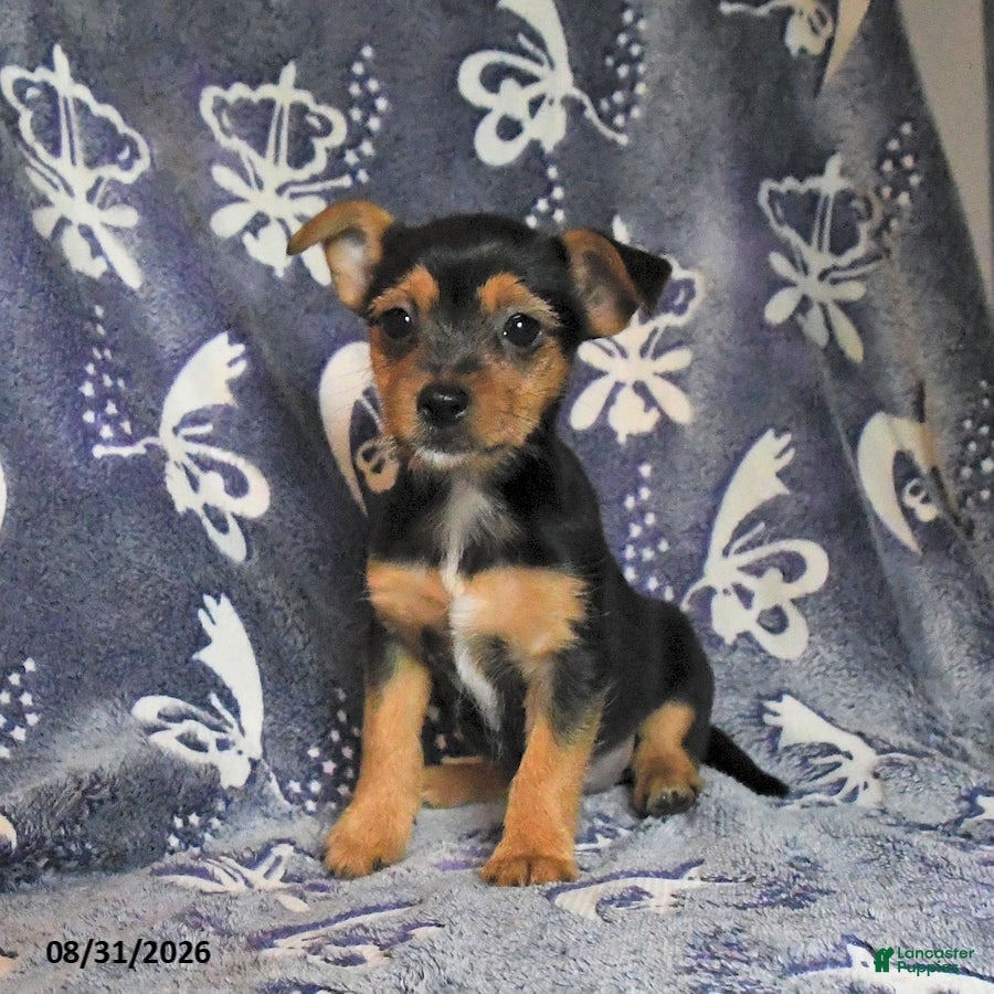 Mixed Breed dogs Buela - Ad 2