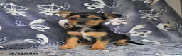 Mixed Breed dogs for sale: Buela - Ad 2