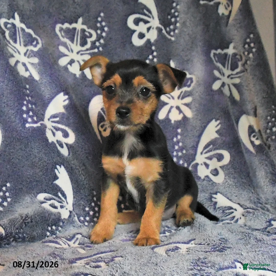Mixed Breed dogs for sale: Buela - Ad 2
