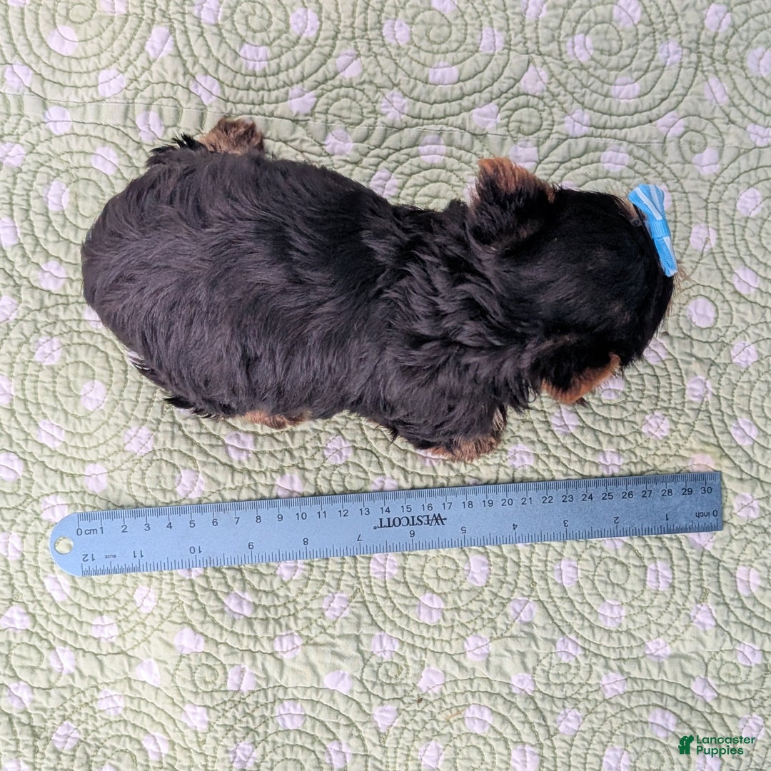 Yorkshire Terrier dogs for sale: Toffee - Ad 14