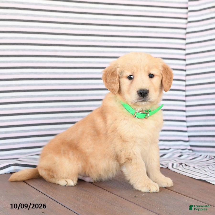 Jasper (Golden Retriever, Male) in Peach Bottom, PA