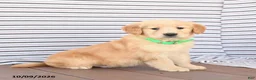 Golden Retriever dogs for sale: Jasper - Ad 1