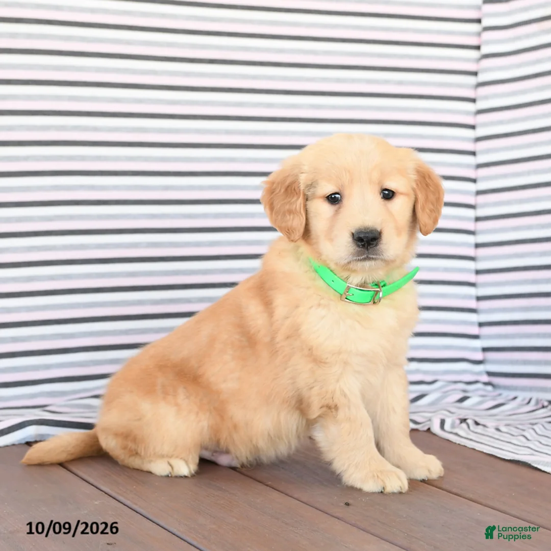Golden Retriever dogs for sale: Jasper - Ad 1