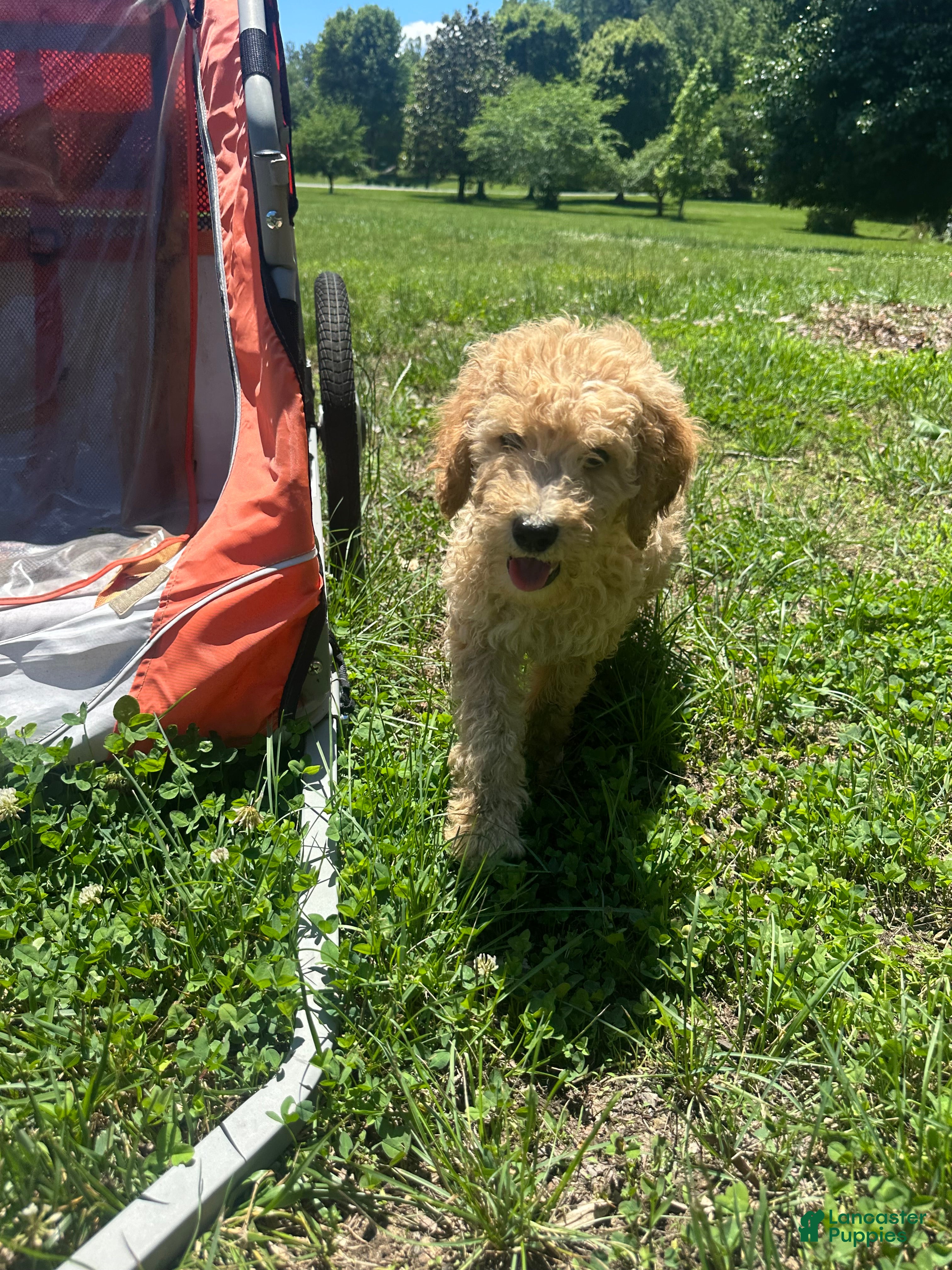 Goldendoodle dogs Blueberry - Ad 15