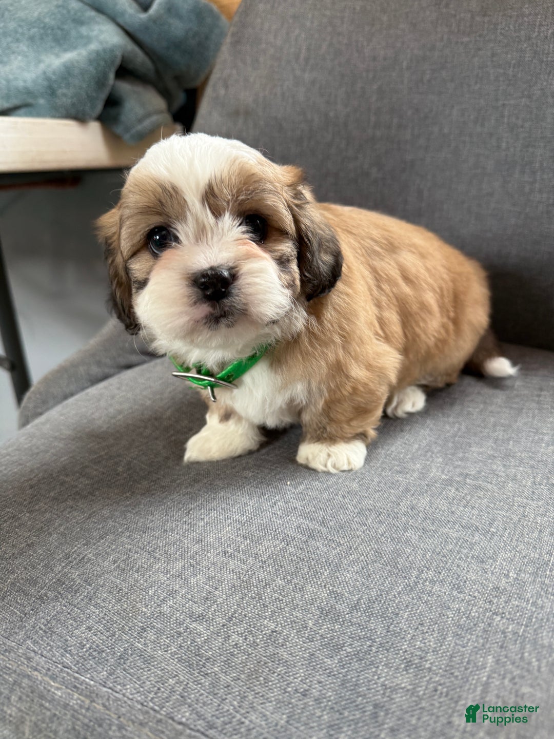 Teddy Bear dogs for sale: Sara - Ad 6