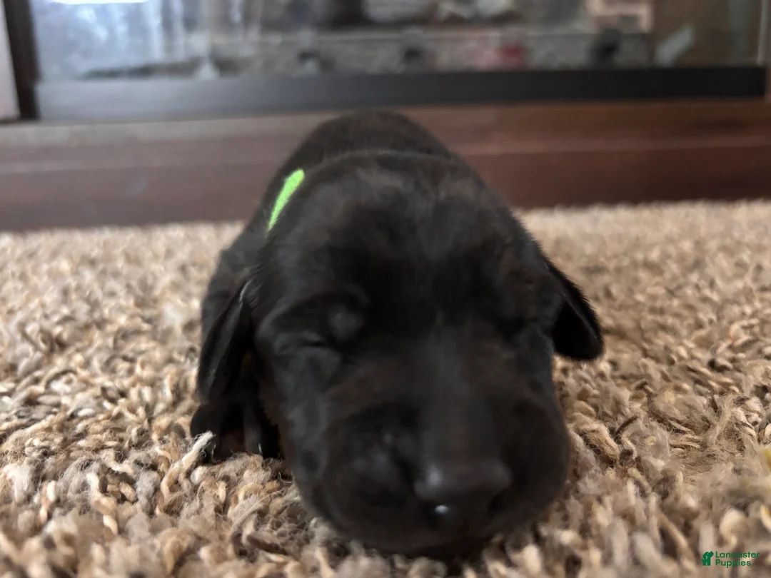 Mixed Breed dogs for sale: Tango - Ad 2