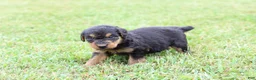 Airedale Terrier dogs for sale: AKC Jimmy - Ad 3