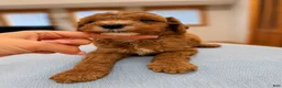 Miniature Poodle dogs for sale: Kylo - Ad 15