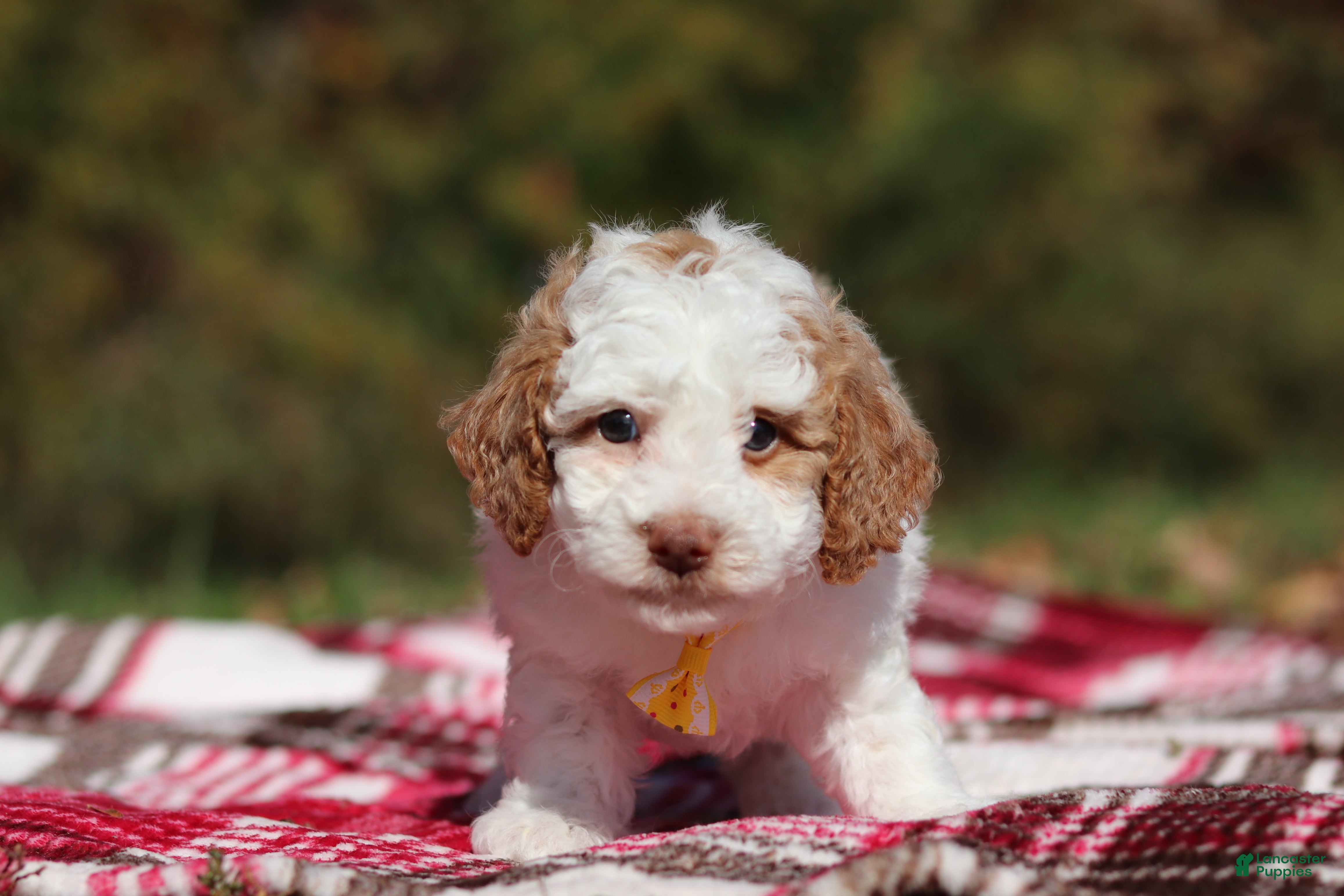 Miniature Poodle dogs Alfie (AKC) - Ad 2