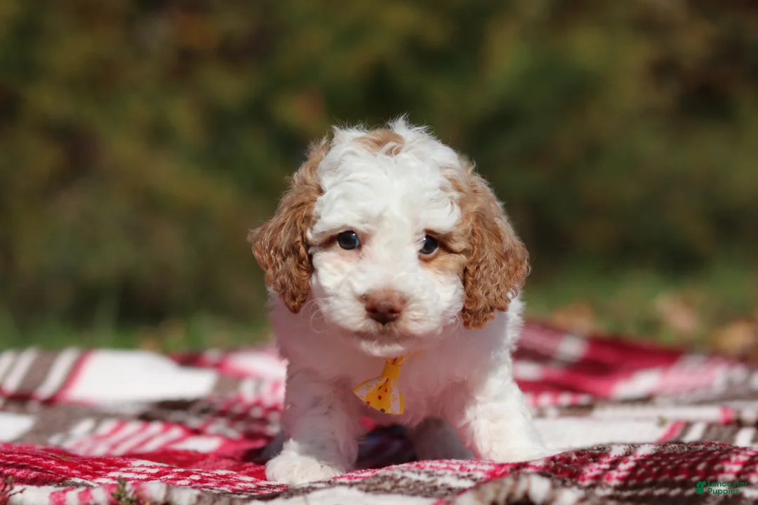 Miniature Poodle dogs for sale: Alfie (AKC) - Ad 2
