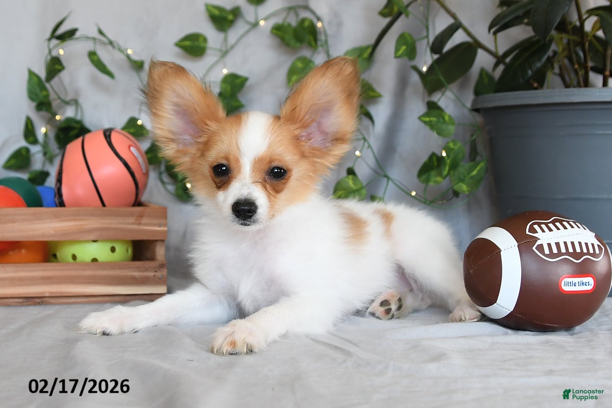 Papillon dogs Nobel - Ad 2