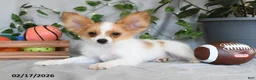 Papillon dogs for sale: Nobel - Ad 2