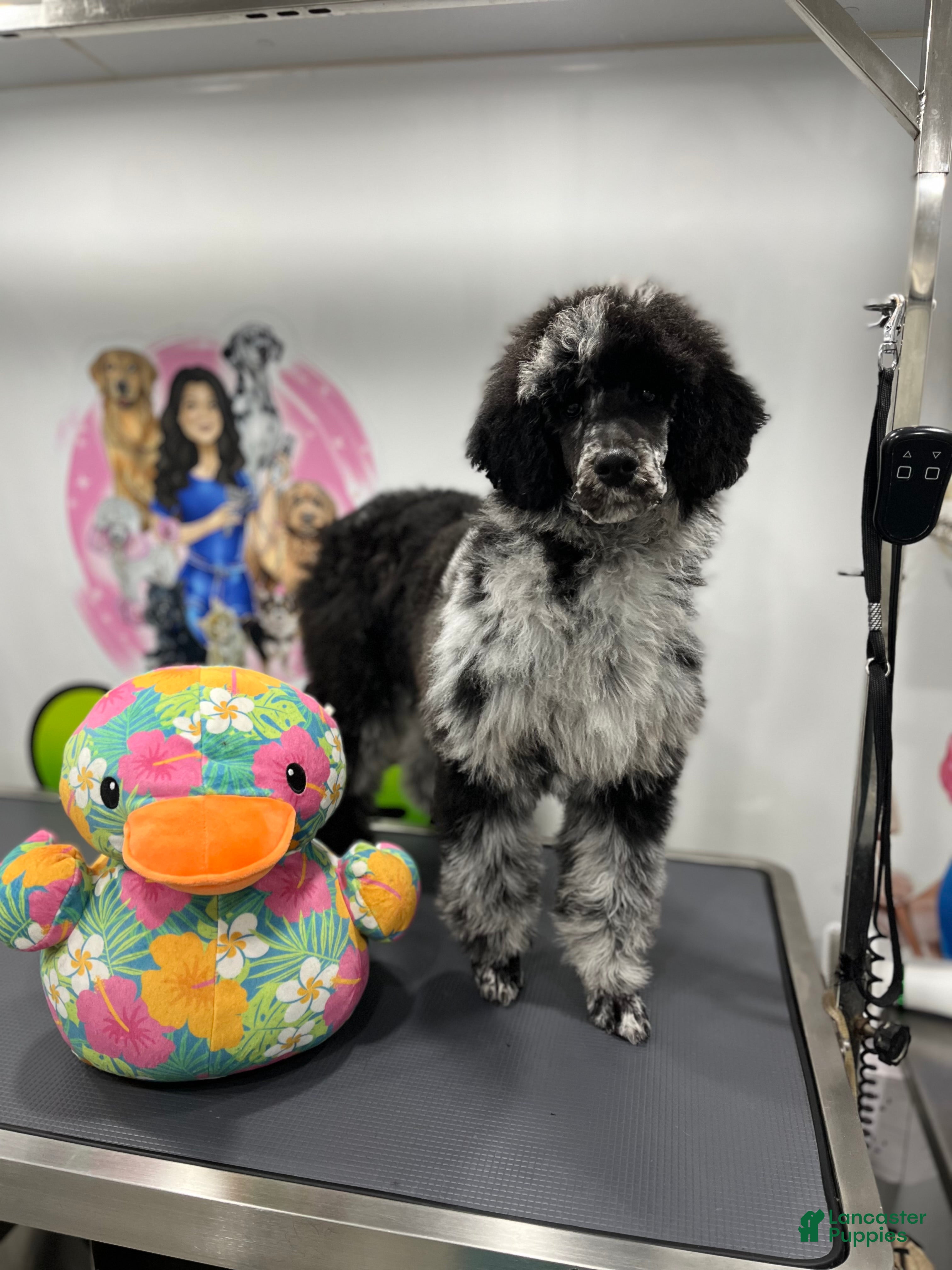 Standard Poodle dogs Raven  - Ad 2