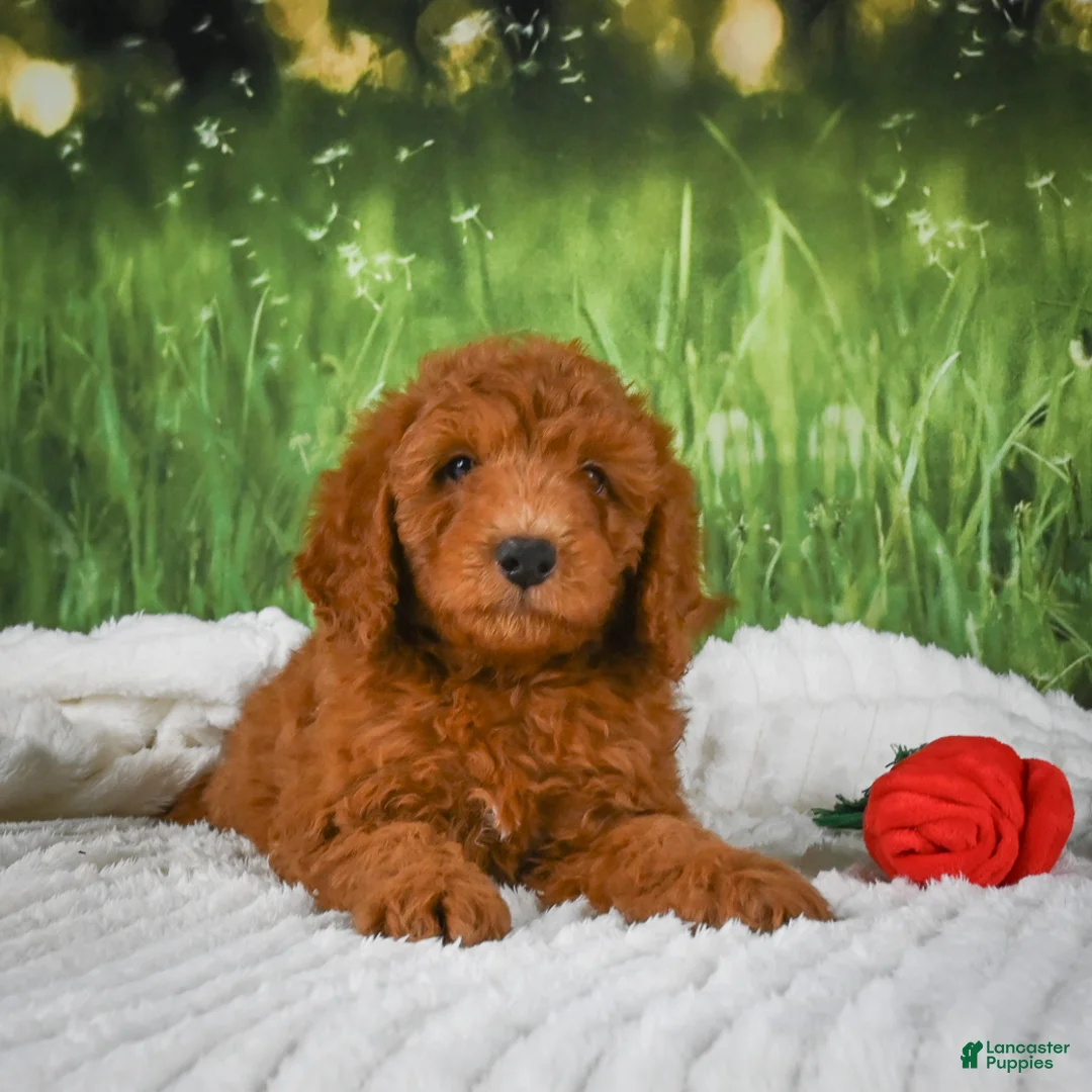 Mini Goldendoodle dogs for sale: Chase - Ad 2