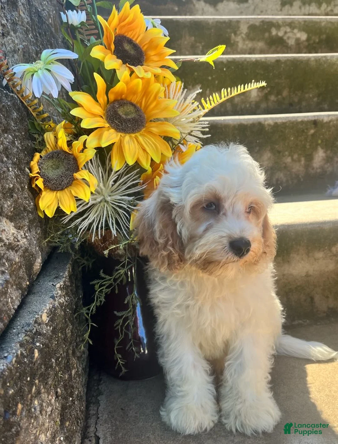 Cavapoo dogs for sale: Louie - Ad 2