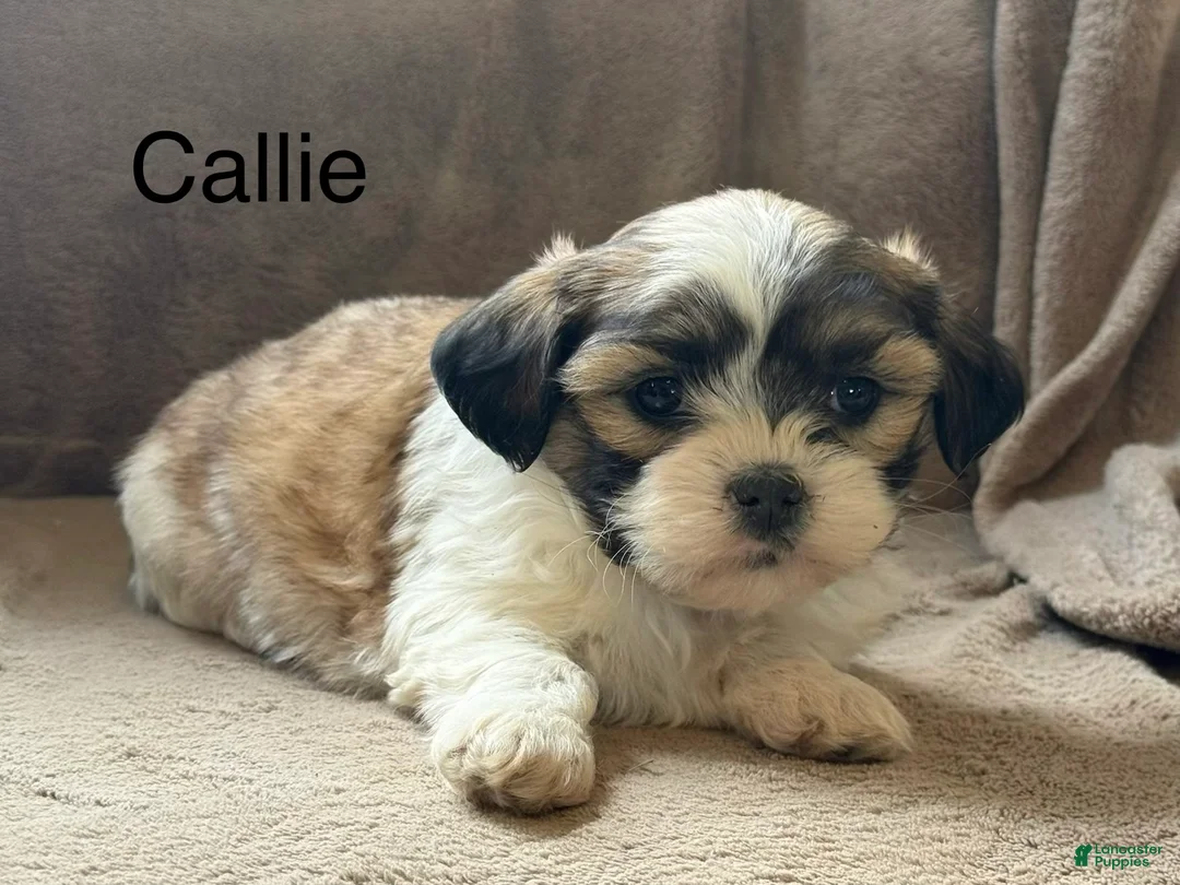 Shih Tzu dogs for sale: Callie - Ad 1