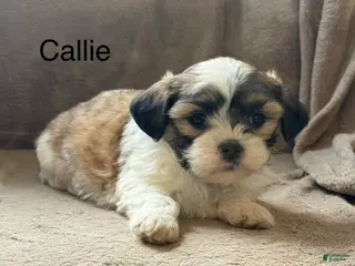 Shih Tzu dogs for sale: Callie - Ad 1