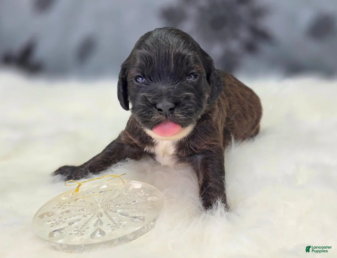 Cockapoo dogs for sale: Vega - Ad 5