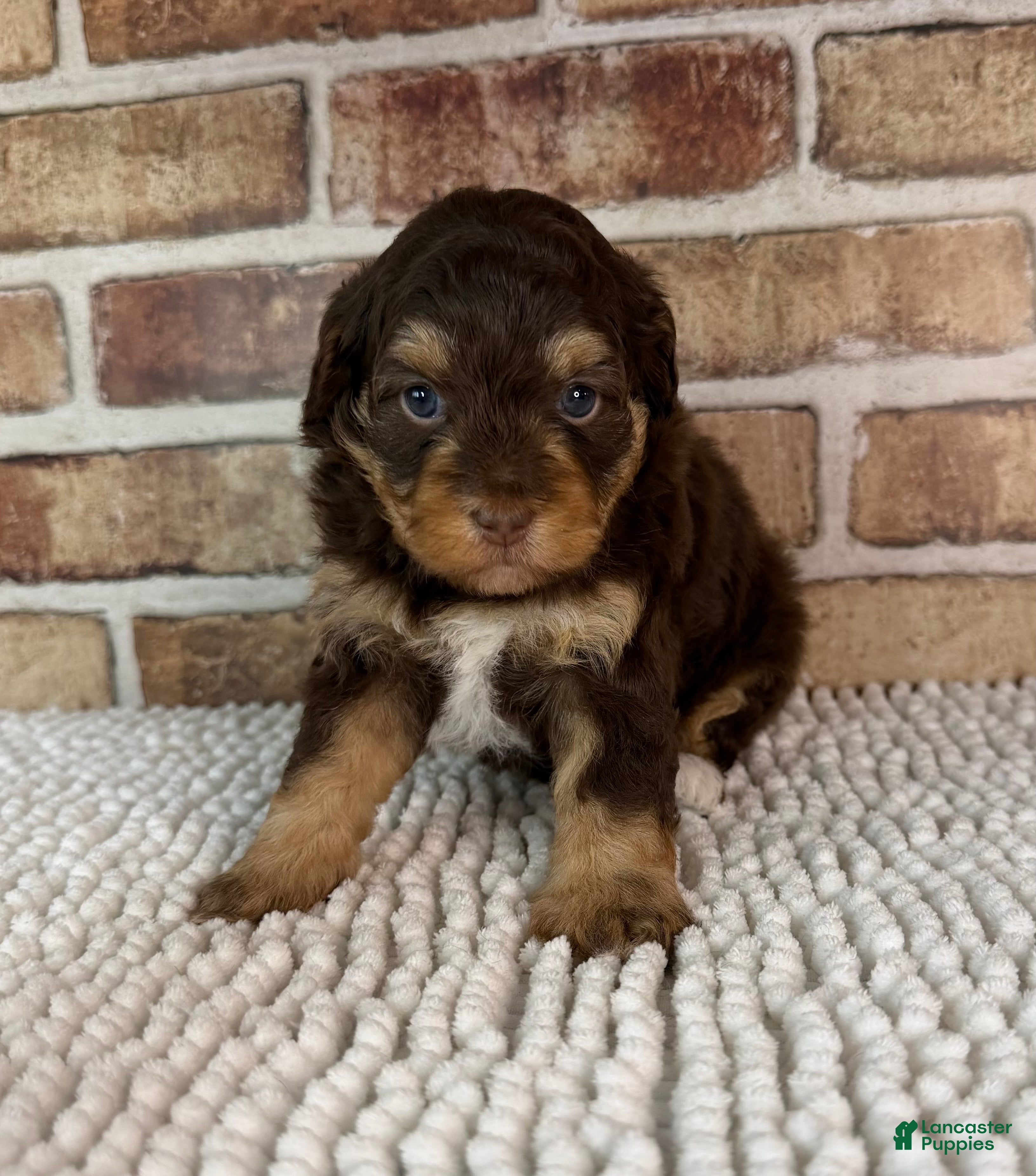 Mini Aussiedoodle dogs Tootsie - Ad 5
