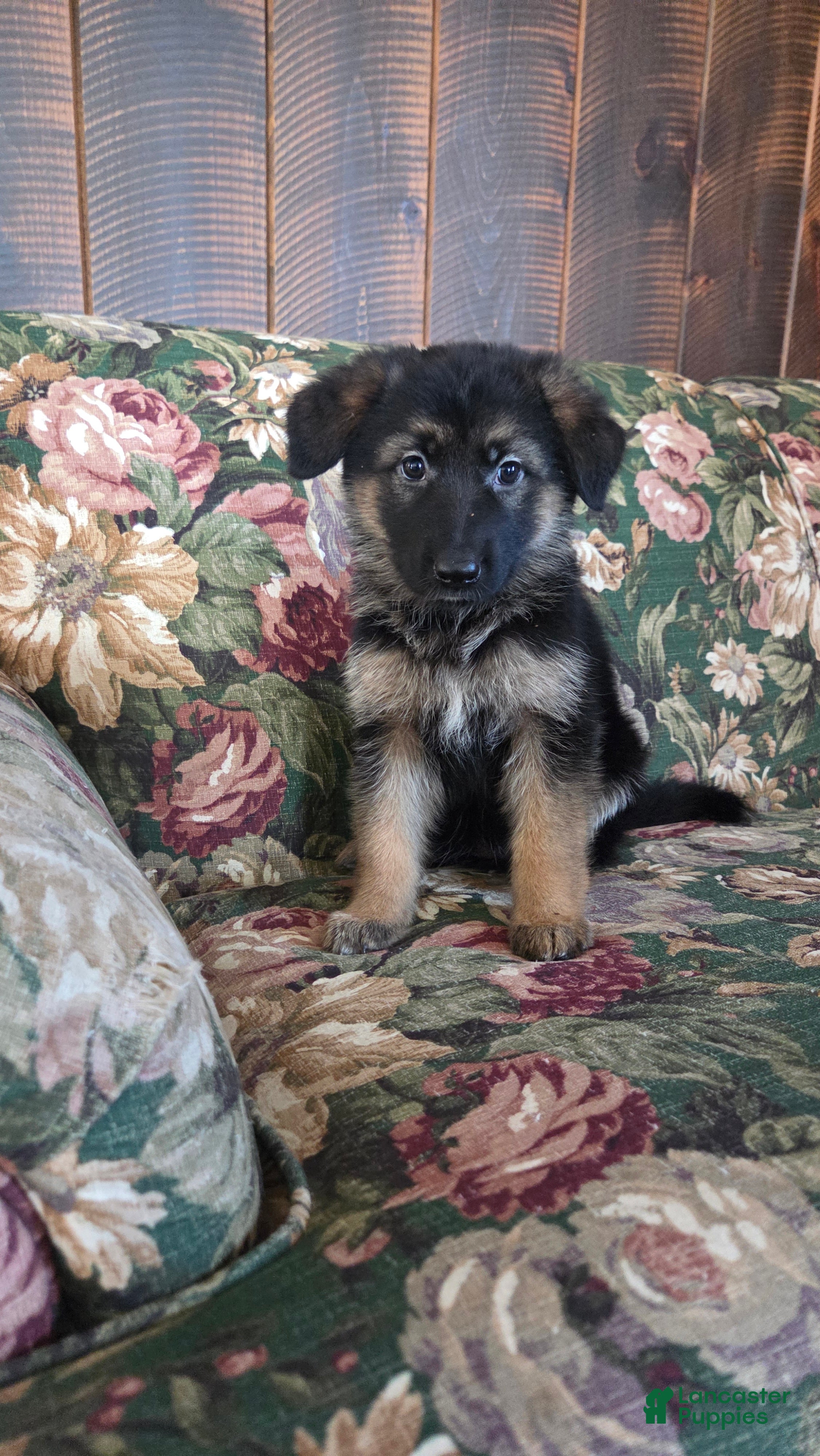 German Shepherd dogs Heather - Ad 2