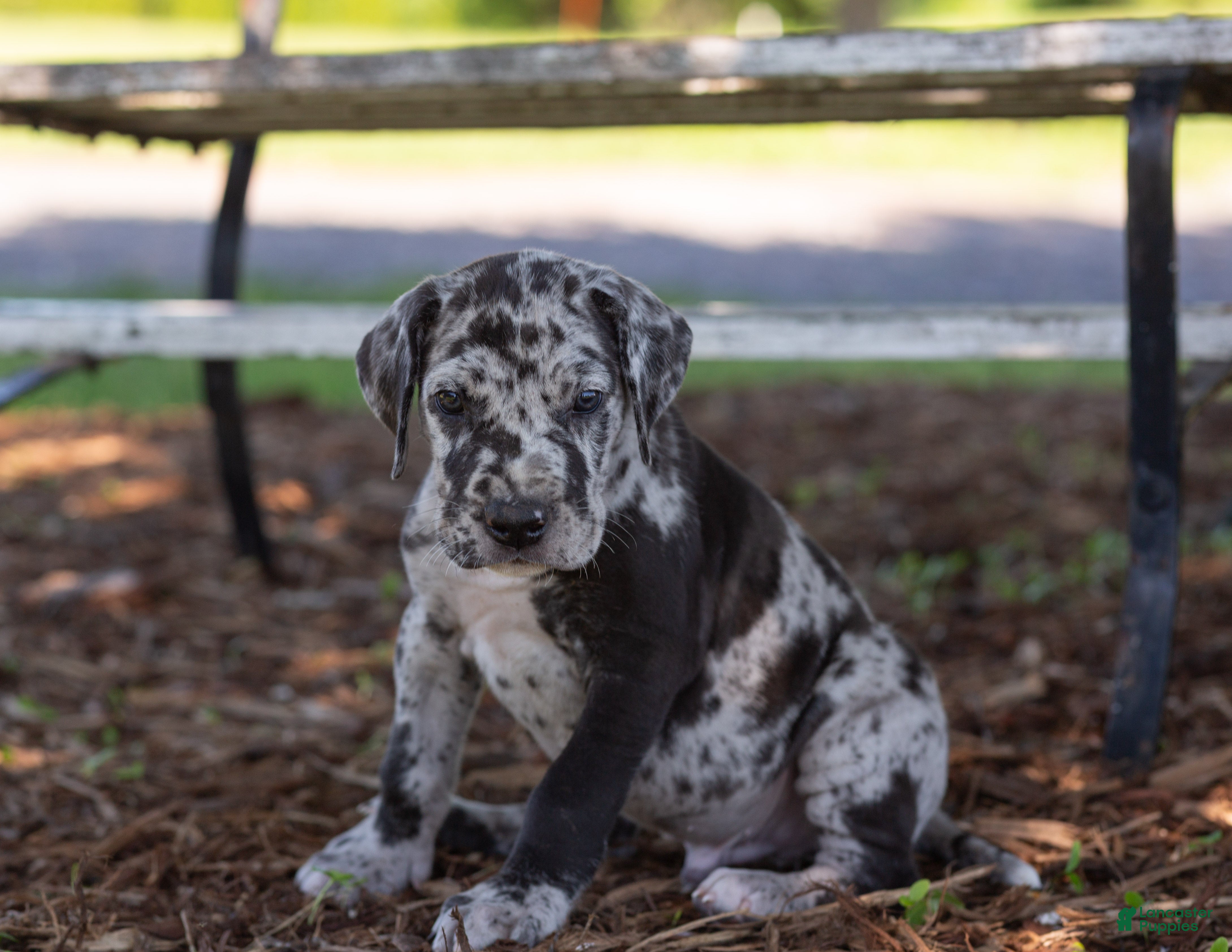 Great Dane dogs Apollo - Ad 1