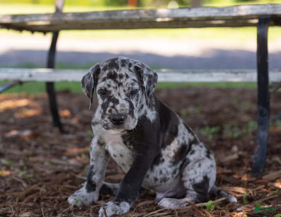 Great Dane dogs for sale: Apollo - Ad 1