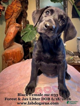 Labrador Retriever dogs Girl 3 - Ad 22