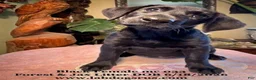 Labrador Retriever dogs for sale: Girl 3 - Ad 1